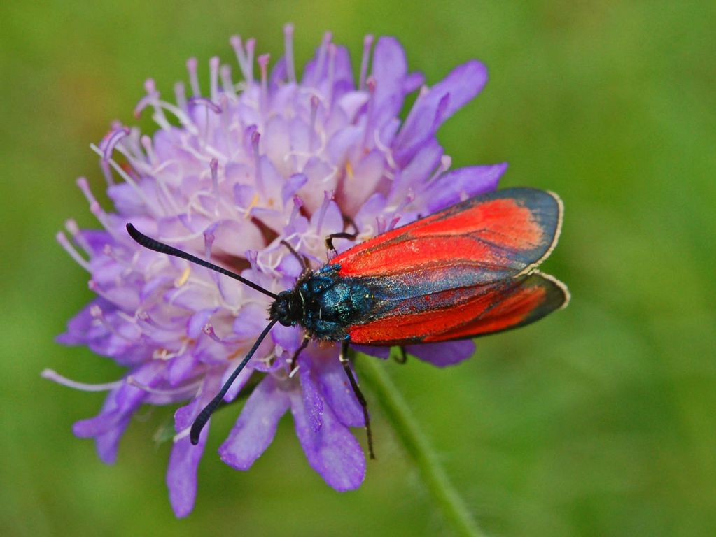 Zygaena purpuralis